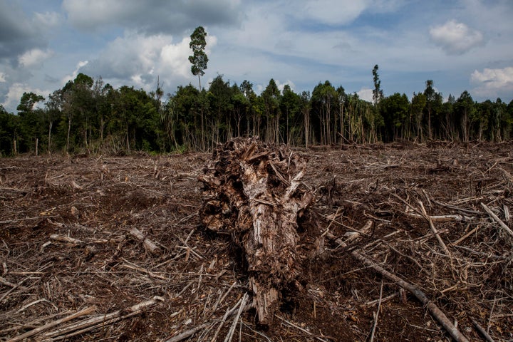 Rampant deforestation in parts of the world has spurred habitat loss for vulnerable wildlife populations, the WWF warns.