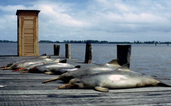 Wildlife, including dolphins, are often the byproduct of a food system focused only on production, the WWF warns.