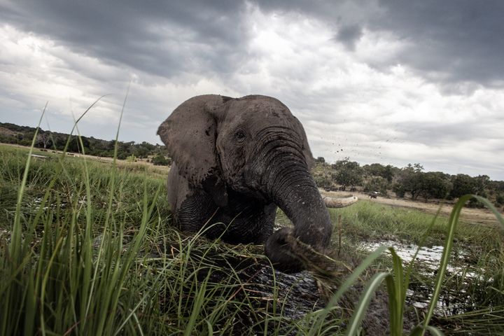 Many species, including the African elephant, have suffered widespread population declines in the last half century.