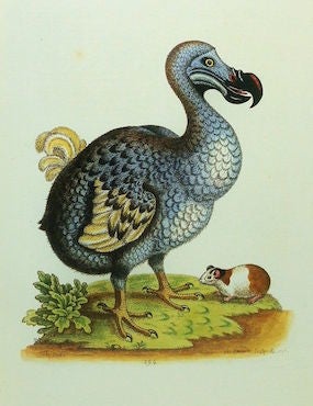 Dodo Bird