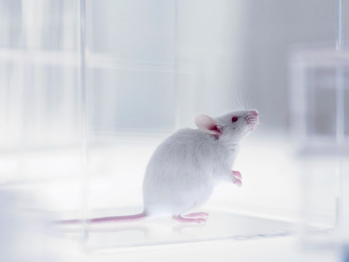 Ten UK Universities Carried Out A Third Of All UK Animal Experiments In  2015 | HuffPost UK Students