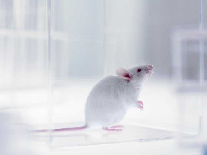 Ten UK Universities Carried Out A Third Of All UK Animal Experiments In 2015 | HuffPost UK Students Ten UK Universities Carried Out A Third Of All UK Animal Experiments In 2015 | HuffPost UK Students