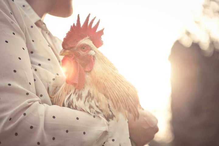 Never Eating Chicken Again': Cooked Chicken With Egg Inside Stuns Internet