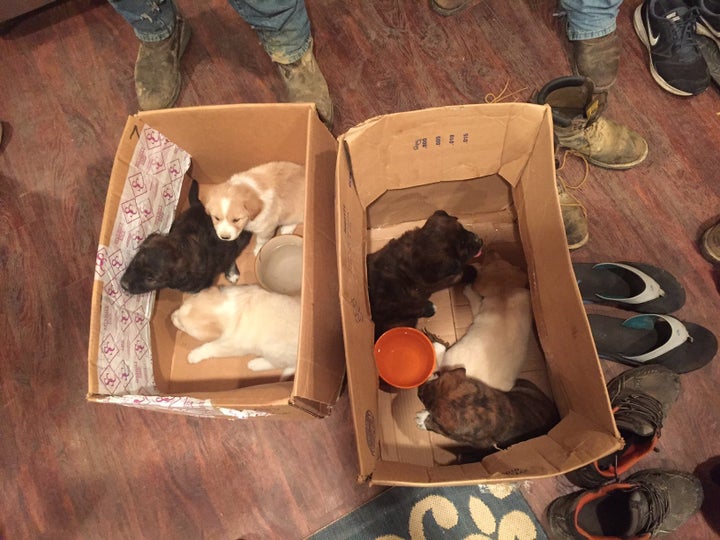 Pups found in the forest during a bachelor party were adopted by the groom, groomsmen and their relatives.