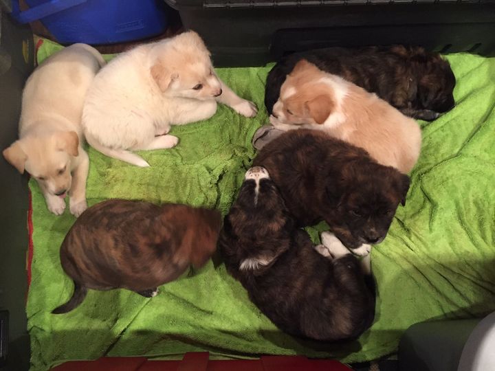 The newly rescued puppies relax on a blanket.