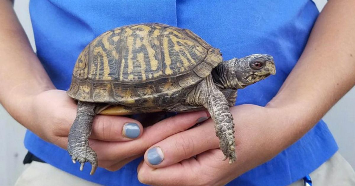 Pregnant Zookeeper Documents Baby's Growth With Adorable Animals ...