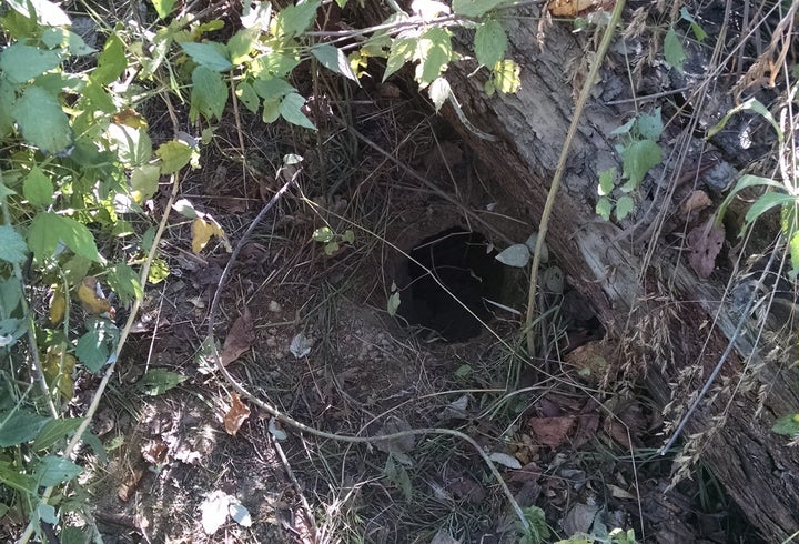 The entrance to the den where Annie the dog was keeping her puppies.