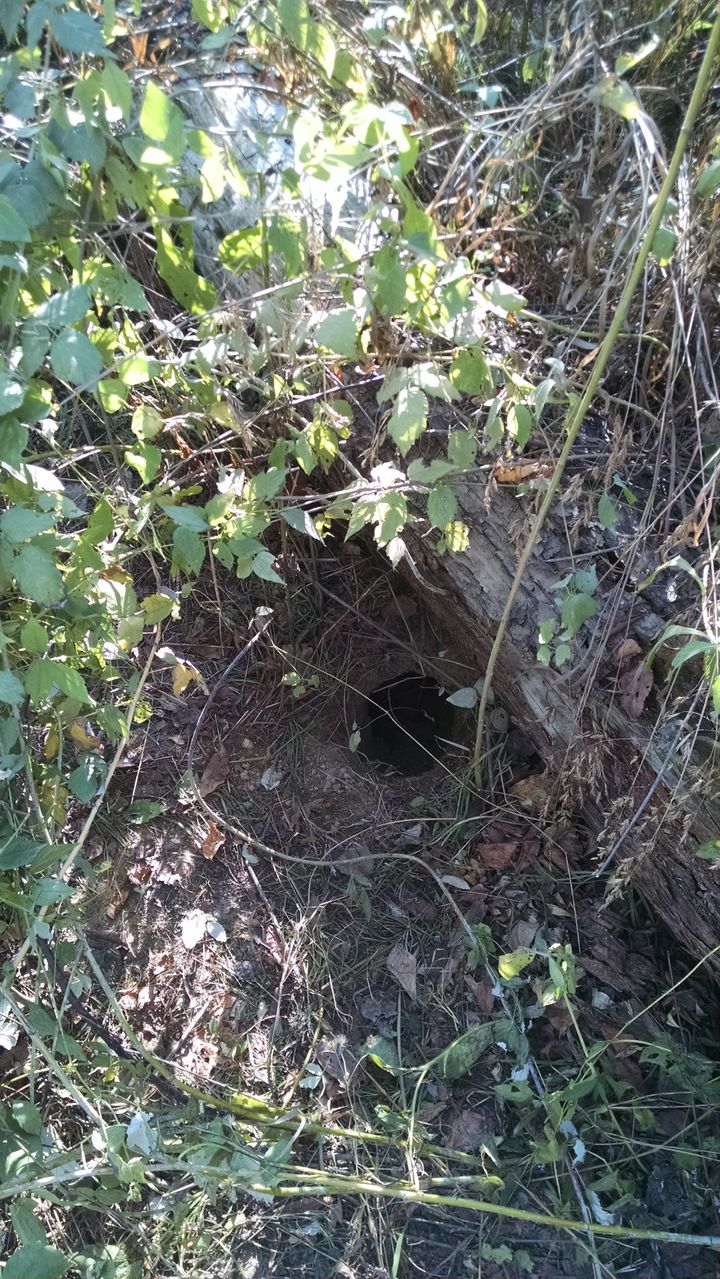 The entrance to the den where Annie the dog was keeping her puppies.