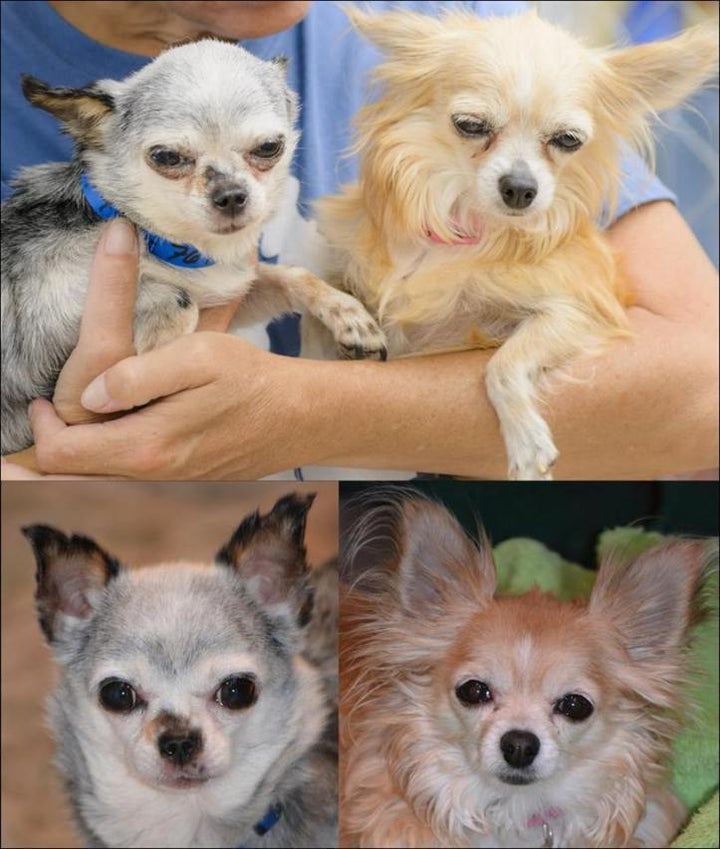<p>Gwinnie and Teddy - before and after being rescued from the puppy mill</p>