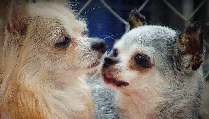 <p> Gwinnie (left) and Teddy (right)</p>