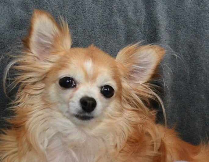 <p>Gwinnie, 2 years after being rescued from a puppy mill</p>