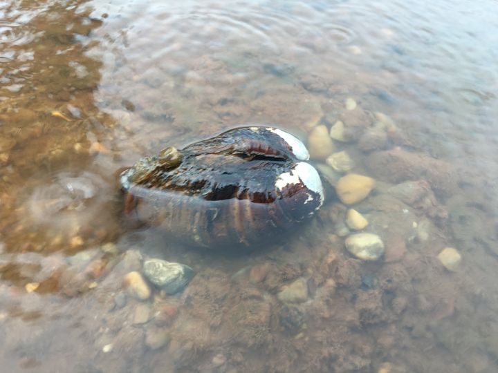Hundreds of stranded mussels have emerged in parts of the Cahaba River, Alabama’s longest free-flowing river, says the Cahaba River Society's Randy Haddock. There are concerns of scenarios similar to the Alabama drought of 2000, which saw losses of freshwater mussels, including endangered species, <a href="http://www.srs.fs.usda.gov/pubs/ja/ja_haag017.pdf)" target="_blank" role="link" class=" js-entry-link cet-external-link" data-vars-item-name="of up to 80 percent" data-vars-item-type="text" data-vars-unit-name="5812b8fee4b0990edc303fb7" data-vars-unit-type="buzz_body" data-vars-target-content-id="http://www.srs.fs.usda.gov/pubs/ja/ja_haag017.pdf)" data-vars-target-content-type="url" data-vars-type="web_external_link" data-vars-subunit-name="article_body" data-vars-subunit-type="component" data-vars-position-in-subunit="13">of up to 80 percent</a>. 
