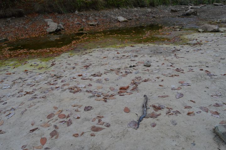 A dead water snake lies on the dried-up bed of Patton Creek.