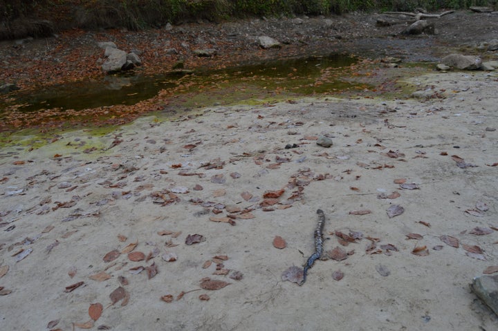 A dead water snake lies on the dried-up bed of Patton Creek.