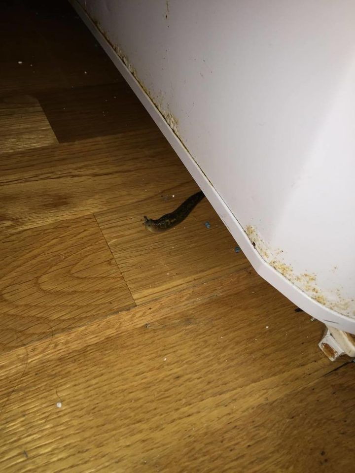 The Nottingham student says there is a problem with slugs in the flat