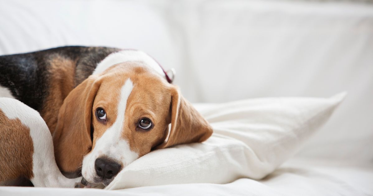 How To Calm Your Dog On Bonfire Night: Tips And Tricks From Animal ...