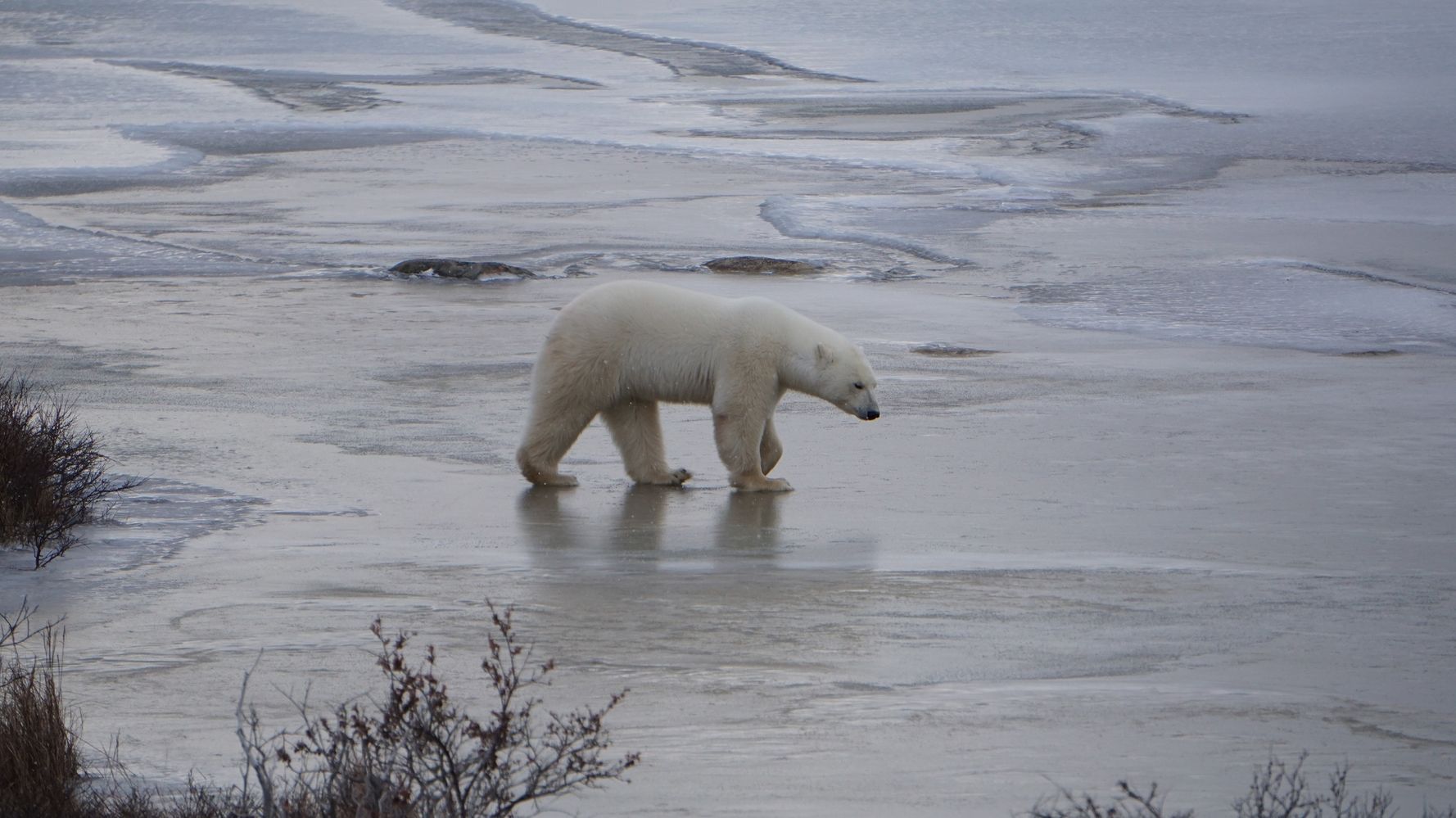 climate-change-and-the-sixth-mass-extinction-huffpost-contributor