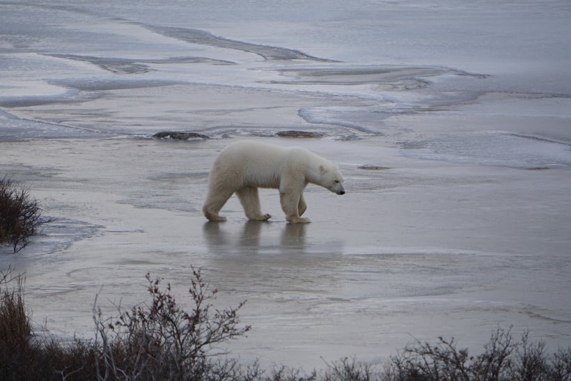 Polar bears (<em>Ursus maritimus</em>) are the poster child for the impacts of climate change on species, and justifiably so.