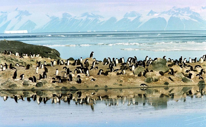 A colony of Adelie penguins settled on a rocky spur above ice melt pools gather in front of the Ross Sea ice shelf in Antarctica January 27.