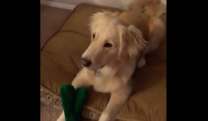 Puppy Gets Stuck on Dog Obstacle Course in Viral Video