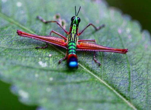 Vibrant colors define Colombia, down to the smallest Monkey Grasshopper