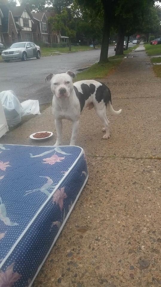 Boo did not want to leave his mattress.