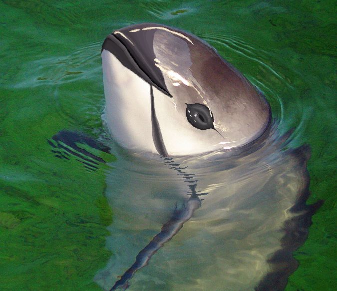 The world’s most critically endangered marine mammal is a small porpoise called the vaquita.