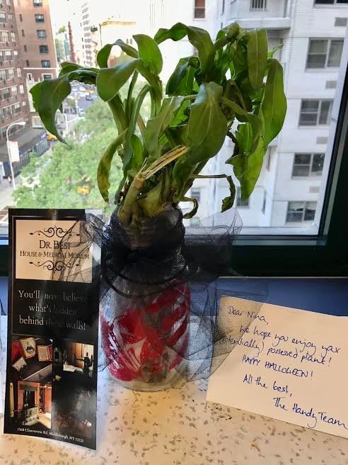 Our plant arrived covered in spooky cobwebs and black gauze. There's no immediate sign that it's haunted, though we'll g