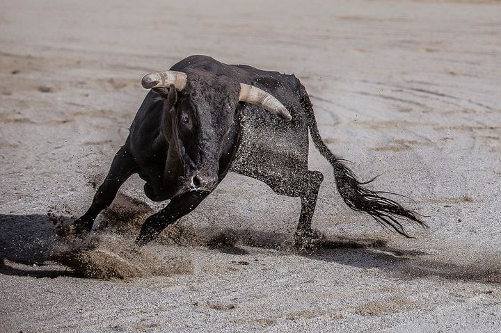 A scrapyard owner in eastern Spain has replaced his guard dogs with two fighting bulls, such as the one pictured above, following a series of break-ins at his business over the last few months.
