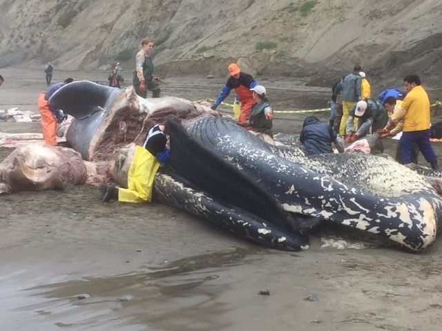 Scientists working on stranded juvenile blue whale on the Northern California coast.