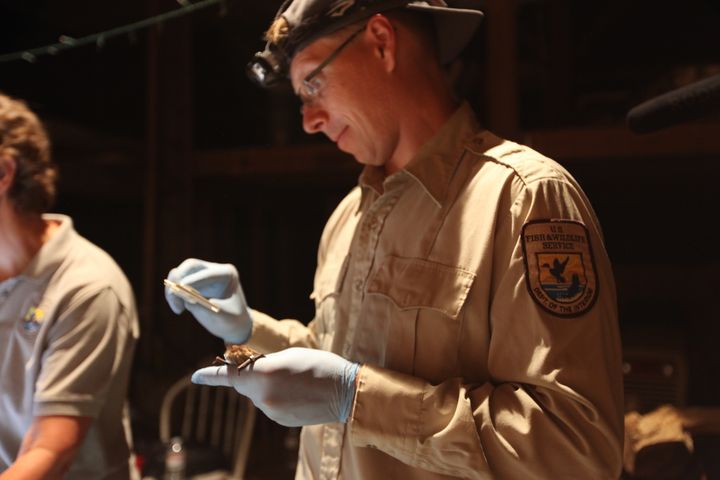 National White-nose Syndrome Assistant Coordinator Jonathan Reichard takes a measurement on a tagged little brown bat as part of a study of survivors of the deadly disease. The Bats for the Future Fund will leverage federal seed money with contributions from private donors to support research like this, as well as deployment of treatments designed to increase the survival of hibernating bats.