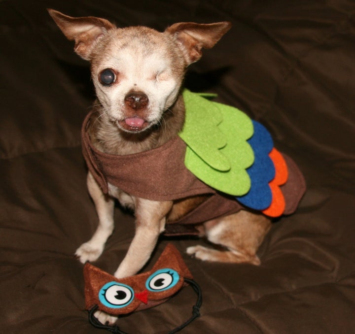 <p>Whoooo loves Harley?</p>