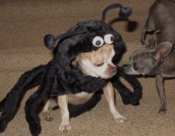<p>Harley was a (not so) scary spider</p>