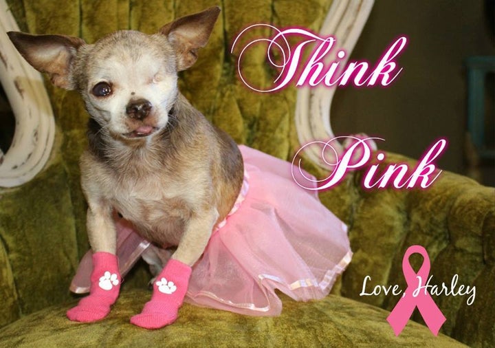 Since it’s the last day of Breast Cancer Awareness Month, Harley was happy to wear his pink socks and tutu! 