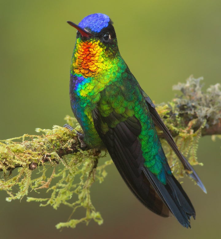 Fiery-throated hummingbird.