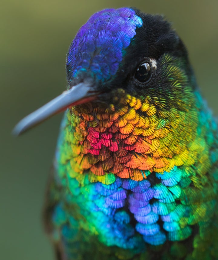 Fiery-throated hummingbird.