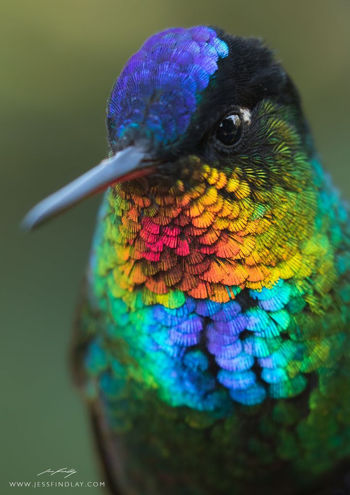 Fiery-throated hummingbird.