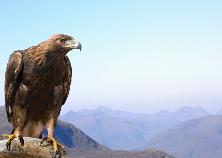 Golden eagles are far more likely to be killed by wind turbines than their closely-related cousin, the bald eagle.