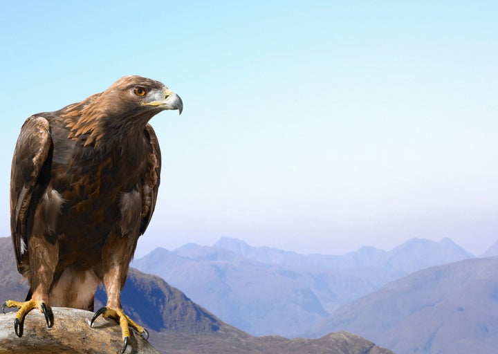 Golden eagles are far more likely to be killed by wind turbines than their closely-related cousin, the bald eagle. 