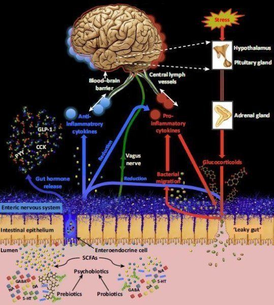 A diagram created by the Oxford researchers shows how psychobiotics work on the gut and brain.