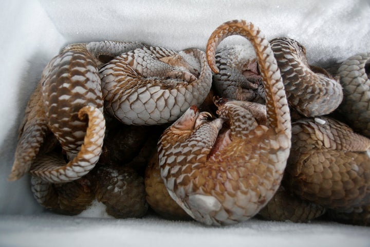 The <a href="http://www.worldwildlife.org/species/pangolin" target="_blank">pangolin</a> was one species highlighte