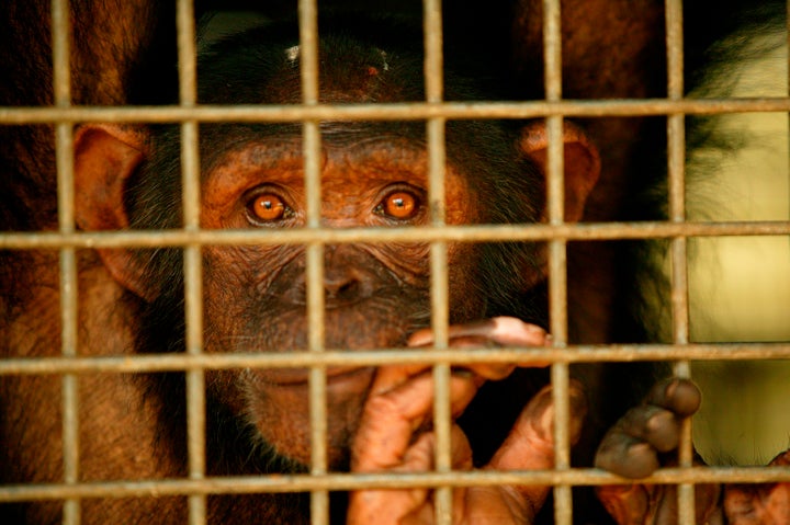 Chimpanzees, the closest extant relative to humans, are <a href="https://www.theguardian.com/environment/2010/sep/07/congo-ch