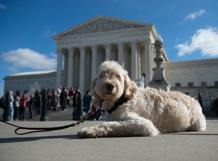 Wonder, the retired service dog for Ehlena, waits outside the Supreme Court for oral arguments to conclude.