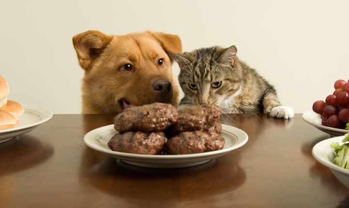 Image © - Don’t let your pet snack!