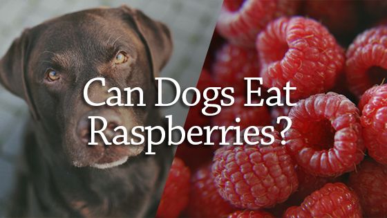  Image © - Can Dogs Eat Raspberries?