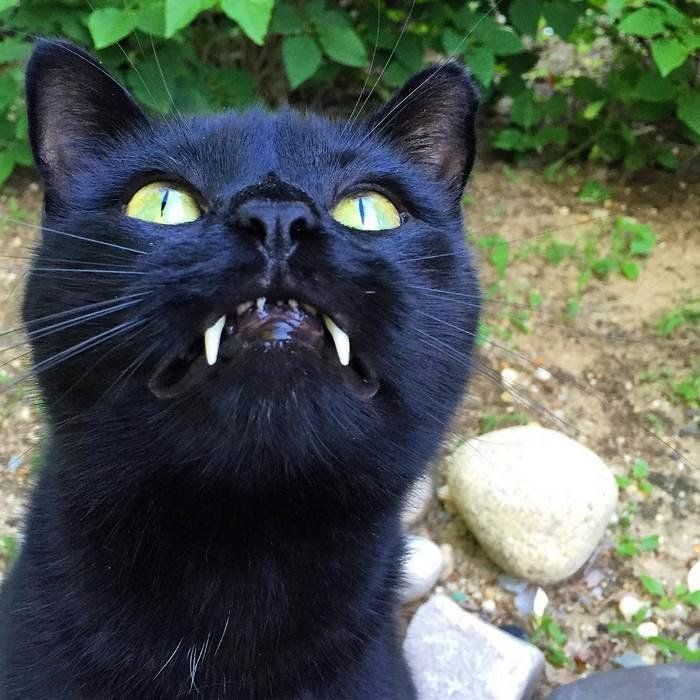 This Vampire Cat Totally Slays At Being Adorable | HuffPost null