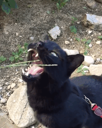 Monkey violently strikes out against a plant.