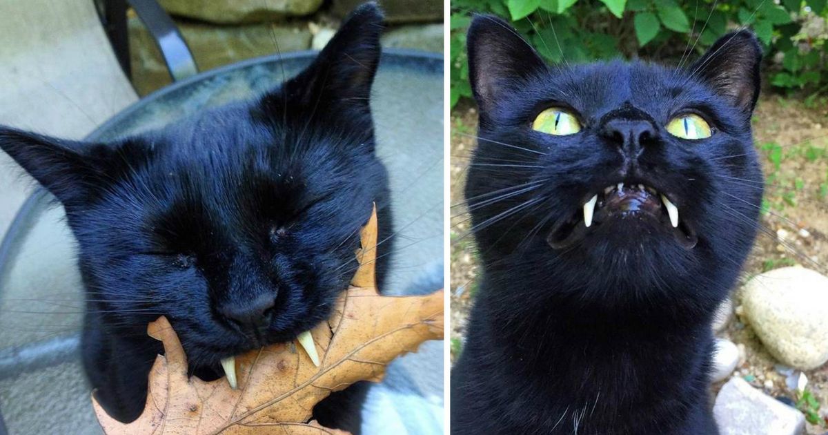 Кот оказался вампиром. Кот вампир. Черный кот с клыками.