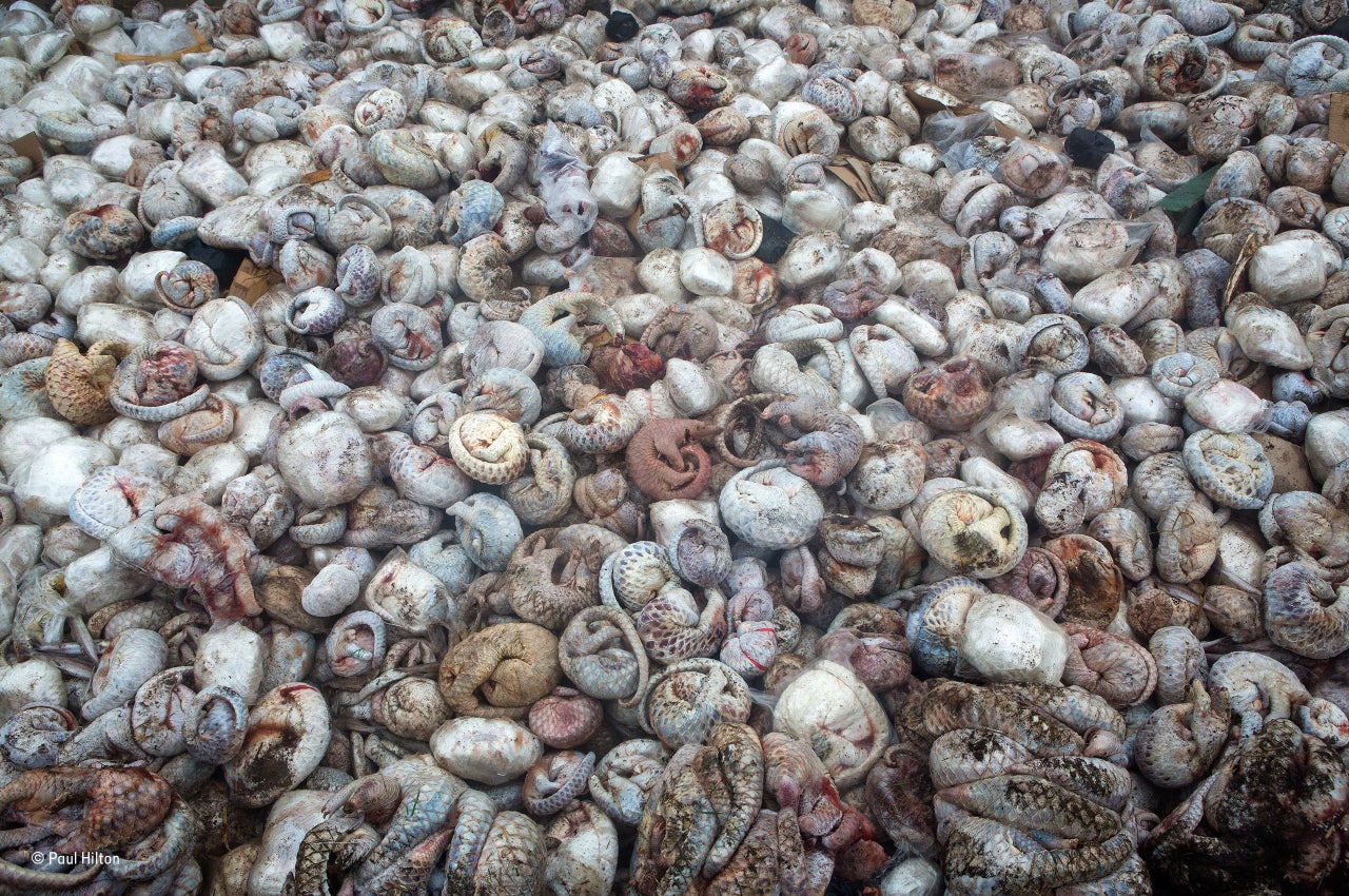 Paul Hilton's prize winning photograph, titled "The Pangolin Pit," shot after the raid.