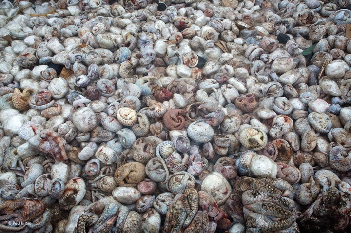 Photographer Paul Hilton captured this photograph last year of thousands of frozen pangolins that had been seized from a seafood trading company in Indonesia. This photograph won first prize in the single image category at the Wildlife Photographer of the Year awards in October. 